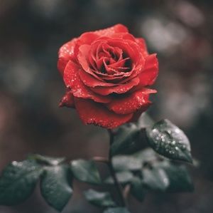 Meet your Posher, Mari